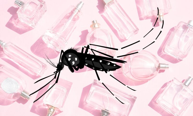 Does Perfume Attract Bugs & Mosquitos?