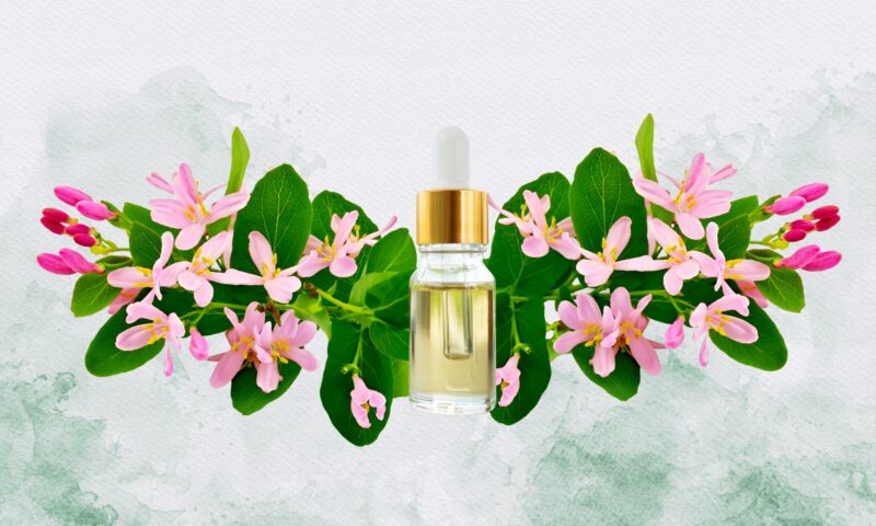 What Does Honeysuckle Smell Like