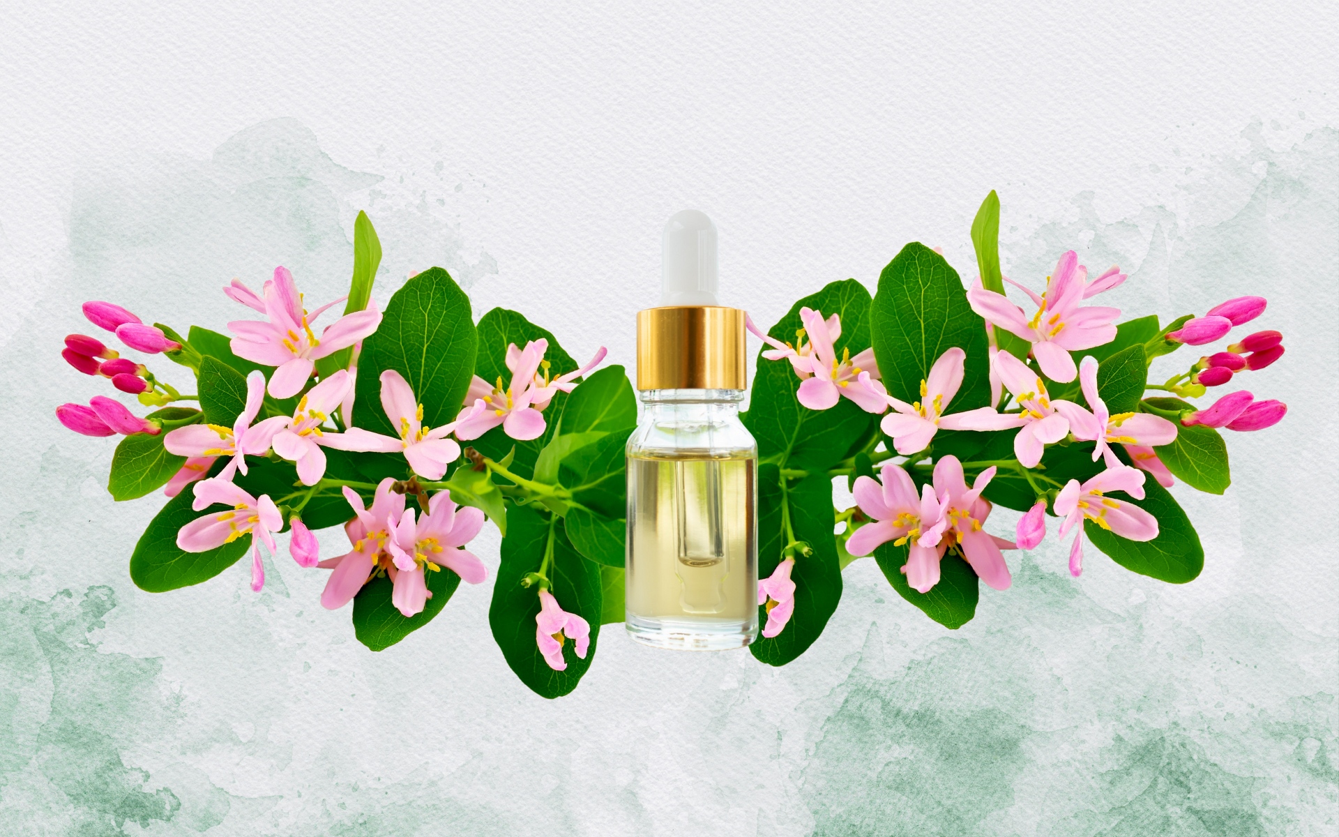 What Does Honeysuckle Smell Like