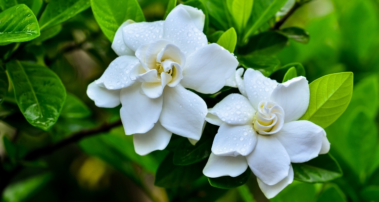 What is Gardenia