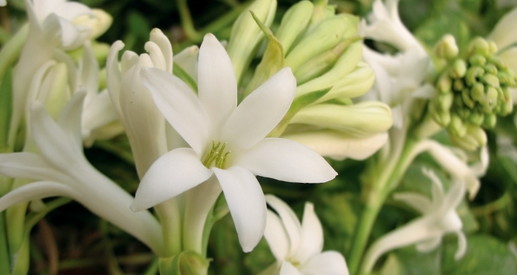 What is Tuberose